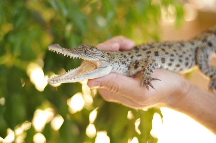 Animalistas piden deportar a influencer de EE.UU. por maltrato a cocodrilos en Australia